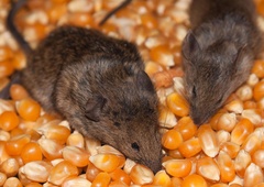 V pošiljki podjetja Mimovrste našli pet mrtvih miši, kaj se dogaja? (Stanje naj bi bilo nevzdržno)