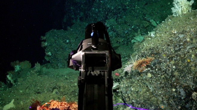 Slovenca del mednarodne skupine, ki je pod morskim dnom odkrila nov ekosistem (foto: Facebook/Schmidt Ocean Institute)