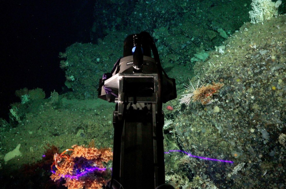 Slovenca del mednarodne skupine, ki je pod morskim dnom odkrila nov ekosistem (foto: Facebook/Schmidt Ocean Institute)