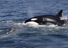 So strokovnjaki res našli način, kako pregnati kite ubijalce? Prek podvodnega zvočnika so jim predvajali ...