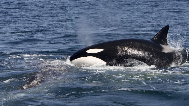 So strokovnjaki res našli način, kako pregnati kite ubijalce? Prek podvodnega zvočnika so jim predvajali ... (foto: Profimedia)