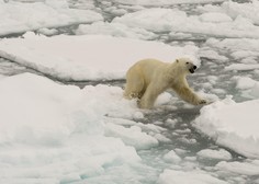 Vas zanima, zakaj v člankih o podnebnih spremembah ne videvate več pretresljivih fotografij polarnih medvedov? Imamo odgovor