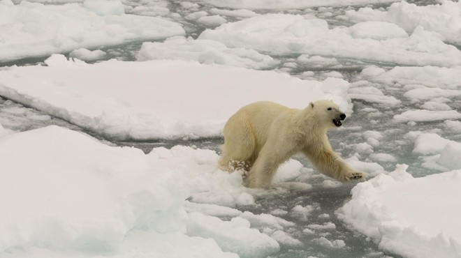 Vas zanima, zakaj v člankih o podnebnih spremembah ne videvate več pretresljivih fotografij polarnih medvedov? Imamo odgovor (foto: Profimedia)