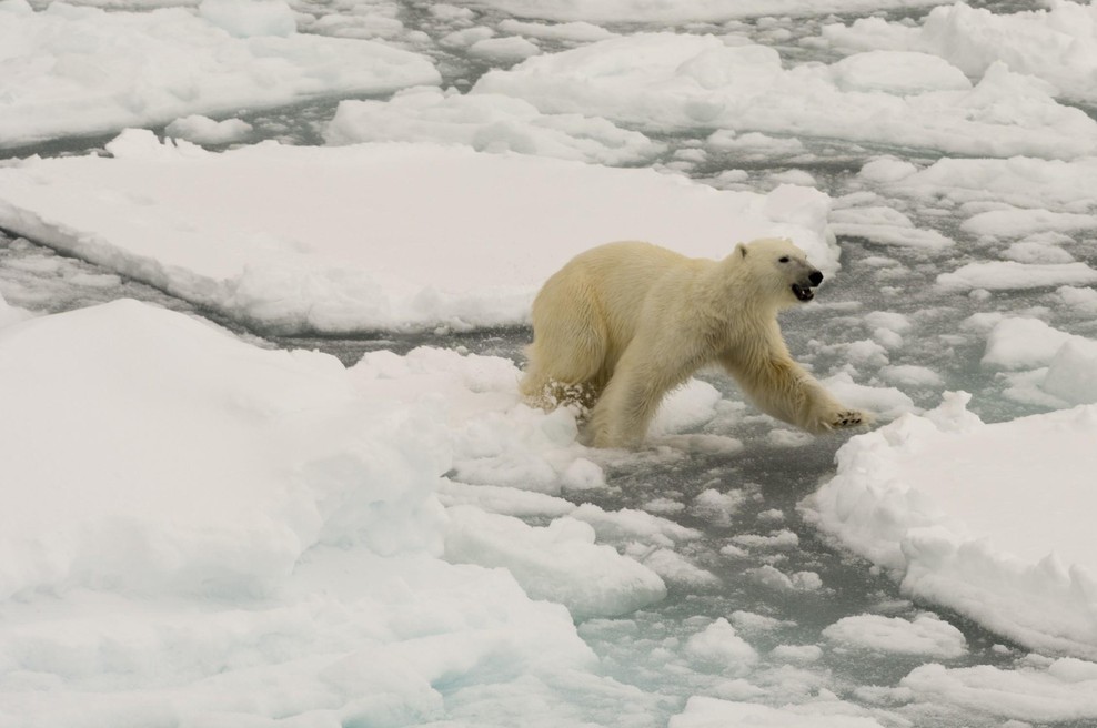 Vas zanima, zakaj v člankih o podnebnih spremembah ne videvate več pretresljivih fotografij polarnih medvedov? Imamo odgovor (foto: Profimedia)