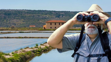 plamenec flamingo opazovanje Sečoveljske soline