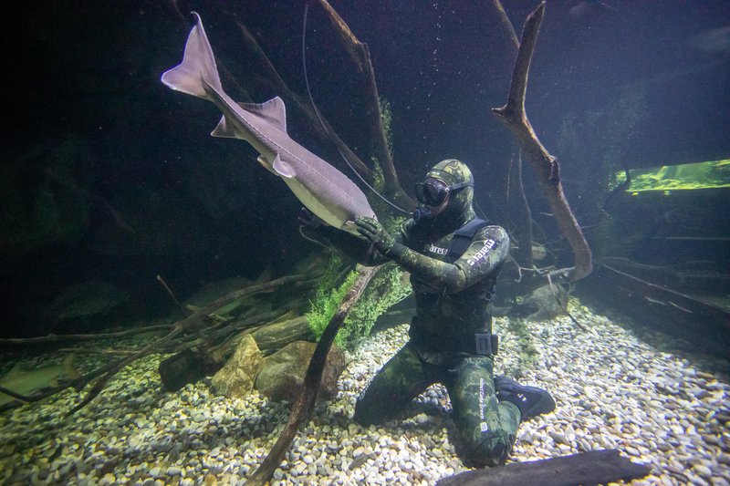 Med najbolj družabne ribe v edinem hrvaškem sladkovodnem akvariju sodijo sibirski jesetri.