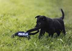 Spoznajte policijskega psa, katerega ime je strogo varovana skrivnost
