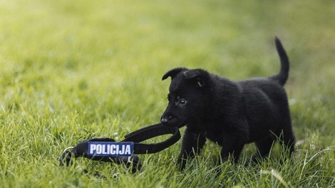 policija policijski pes šolanje