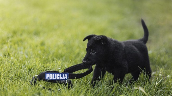 Spoznajte policijskega psa, katerega ime je strogo varovana skrivnost (foto: Slovenska policija / spletna stran)