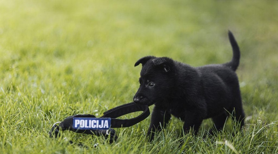 Spoznajte policijskega psa, katerega ime je strogo varovana skrivnost (foto: Slovenska policija / spletna stran)