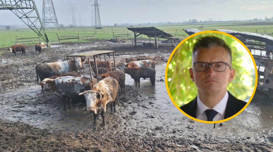 Šarec odločil: tako bodo rešili situacijo z odvzemom goveda v Krškem (foto: Facebook/Društvo za zaščito konj/Profimedia/fotomontaža)