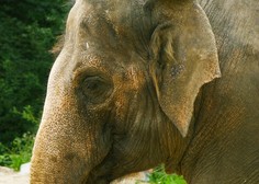 V ZOO Ljubljana delili čustven in iskren zapis o slonici Gangi