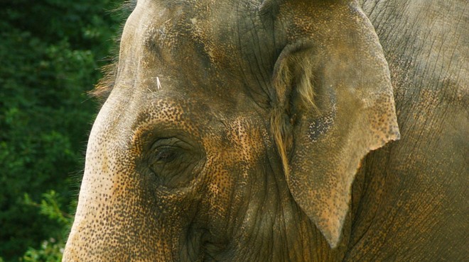 V ZOO Ljubljana delili čustven in iskren zapis o slonici Gangi (foto: Profimedia)