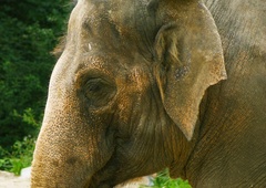 V ZOO Ljubljana delili čustven in iskren zapis o slonici Gangi