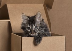 4 čudaške stvari, ki jih mačke obožujejo