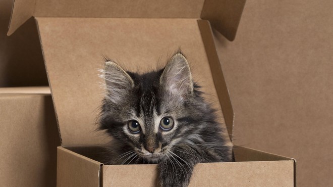 4 čudaške stvari, ki jih mačke obožujejo (foto: Profimedia)