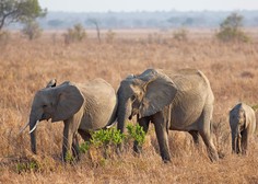 Neverjetno odkritje: sloni so poleg ljudi edina bitja, ki …
