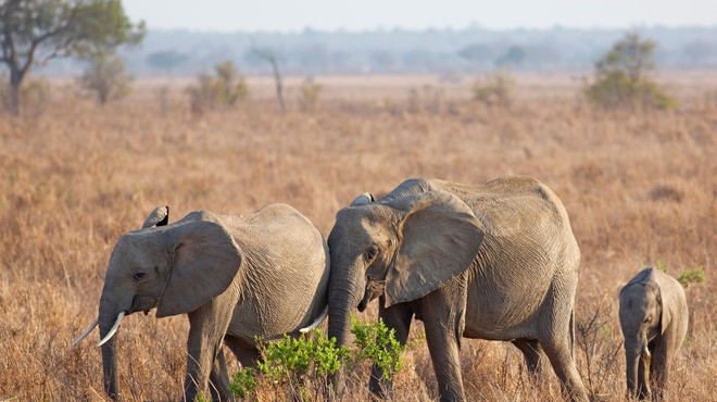 Neverjetno odkritje: sloni so poleg ljudi edina bitja, ki … (foto: Profimedia)