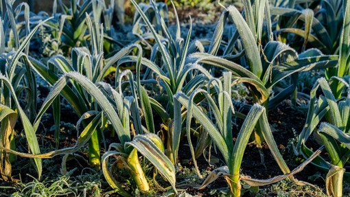 To morate nujno storiti na vrtu, preden se temperature spustijo pod ničlo