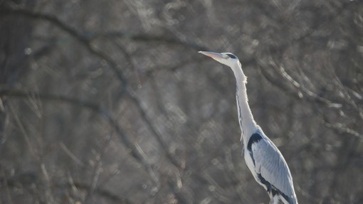 Pri ptici s Cerkniškega jezera potrdili ptičjo gripo