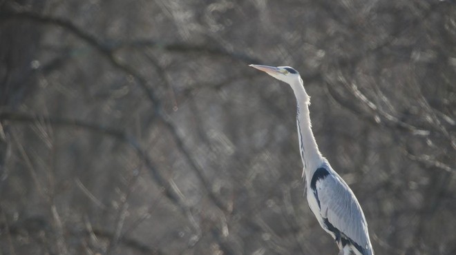 Pri ptici s Cerkniškega jezera potrdili ptičjo gripo (foto: Profimedia)