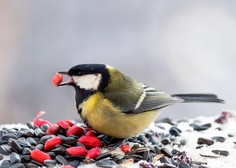 Če v ptičjo hišico ne nasujete prave hrane, je mnogo bolje, da ptic sploh ne hranite