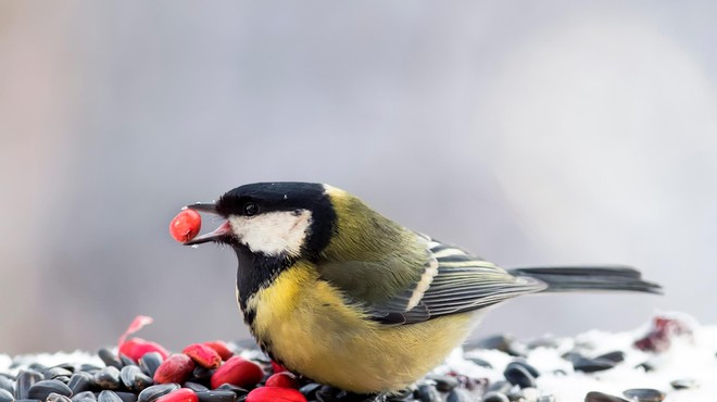 Če v ptičjo hišico ne nasujete prave hrane, je mnogo bolje, da ptic sploh ne hranite (foto: Profimedia)