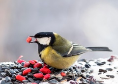 Če v ptičjo hišico ne nasujete prave hrane, je mnogo bolje, da ptic sploh ne hranite