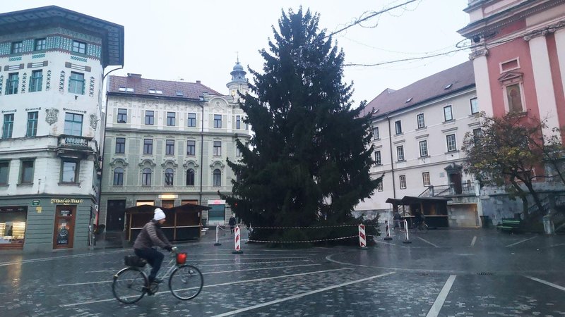 Osrednja smreka v Ljubljani že stoji.