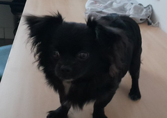 Kuža z neverjetno srečo: med prometno nesrečo pobegnil iz avta, nato pa ...