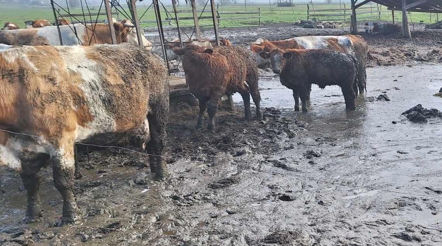 Kalvarije z odvzemom še ni konec: kdo bo dobil denar od prodaje živine in zakaj je država kršitelju izplačala denar za dobro počutje živali? (foto: Facebook/Društvo za zaščito konj)