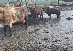 Kalvarije z odvzemom še ni konec: kdo bo dobil denar od prodaje živine in zakaj je država kršitelju izplačala denar za dobro počutje živali?