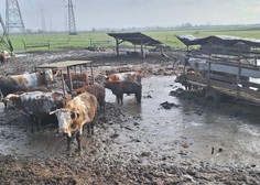 Nove informacije glede odvzema goveda: v preteklosti na kmetiji že večkrat ugotovili kršitve