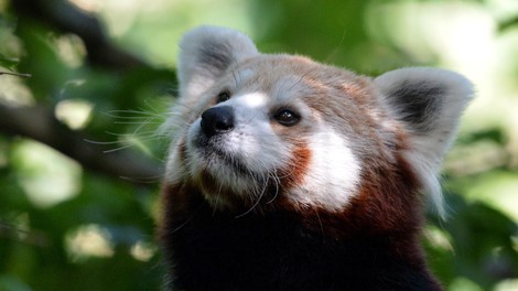 mačji panda ZOO Ljubljana