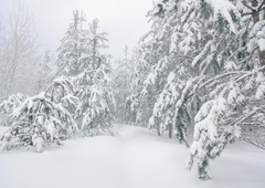 Presenečenje: nekateri prebivalci Slovenije so se zbudili v belo jutro