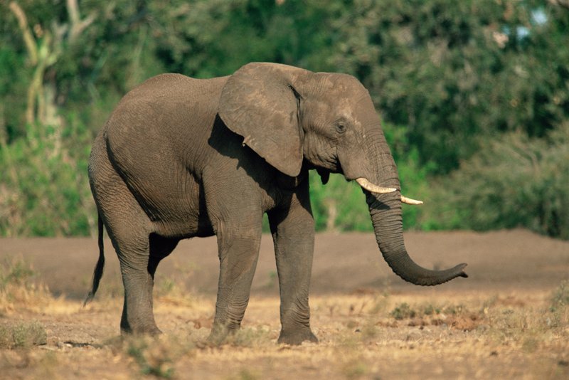 Afriški savanski sloni so ogrožene živali.