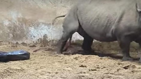 črni nosorog Afrika rojstvo ogrožena vrsta