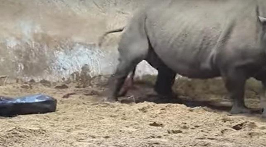 V živalskem vrtu se je skotil eden najbolj redkih sesalcev (poglejte trenutek, ko je prišel na svet) (foto: Youtube/posnetek zaslona)