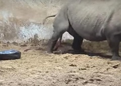 V živalskem vrtu se je skotil eden najbolj redkih sesalcev (poglejte trenutek, ko je prišel na svet)