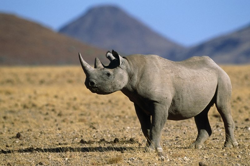 Še manj kot 6000 črnih nosorogov je ostalo na svetu.