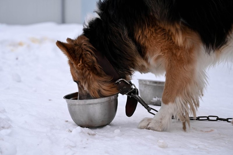 Če je pes zunaj, naj ima ves čas na voljo svežo vodo, ki ni zmrznjena.
