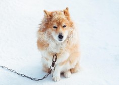 Koliko psov bo še eno mrzlo zimo trepetalo na verigah?