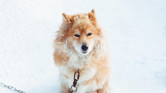 Koliko psov bo še eno mrzlo zimo trepetalo na verigah? (foto: Profimedia)