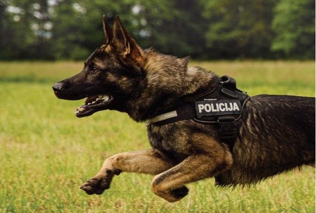 Psi policistom niso samo sodelavci, pač pa tudi prijatelji.