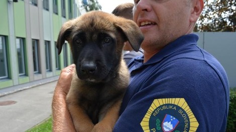 policijski pes Slovenska policija