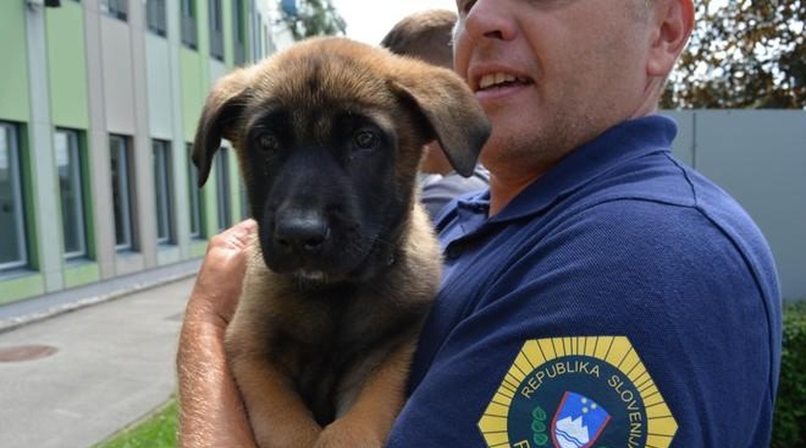 Tudi to je življenje policijskih psov (poglejte to posrečeno fotografijo) (foto: Slovenska policija / spletna stran)