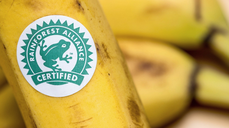 Rainforest Alliance žaba