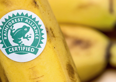 Različne teorije: kaj pomeni logotip žabe na embalaži in zakaj je žaba lahko različnih barv?