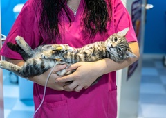 Znova zastrupljanje živali: več jih je poginilo, en muc oslepel