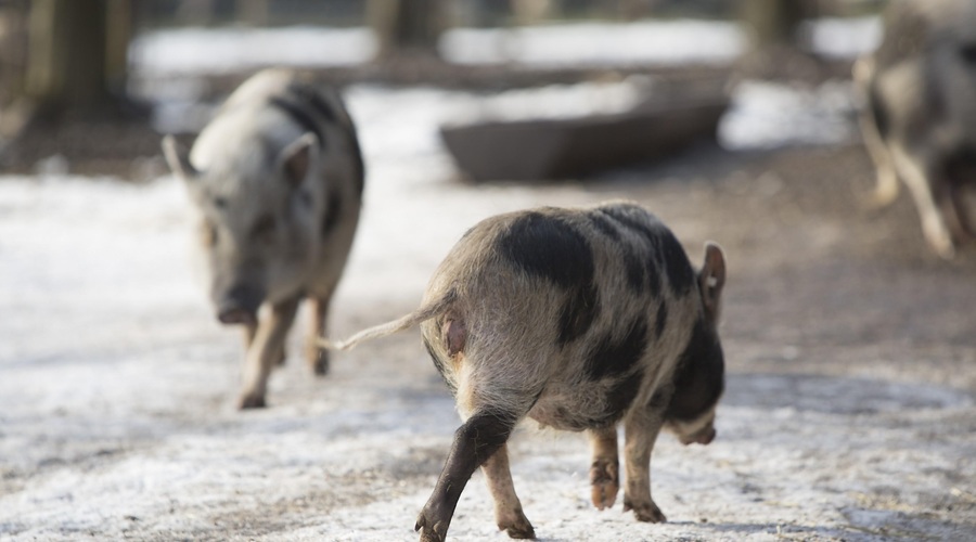 Nizozemsko mesto na pomoč poklicalo – prašiče! (foto: Profimedia)